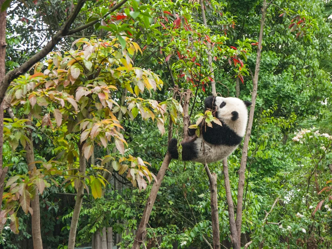 A giant panda eating bamboo at the Chengdu research base.