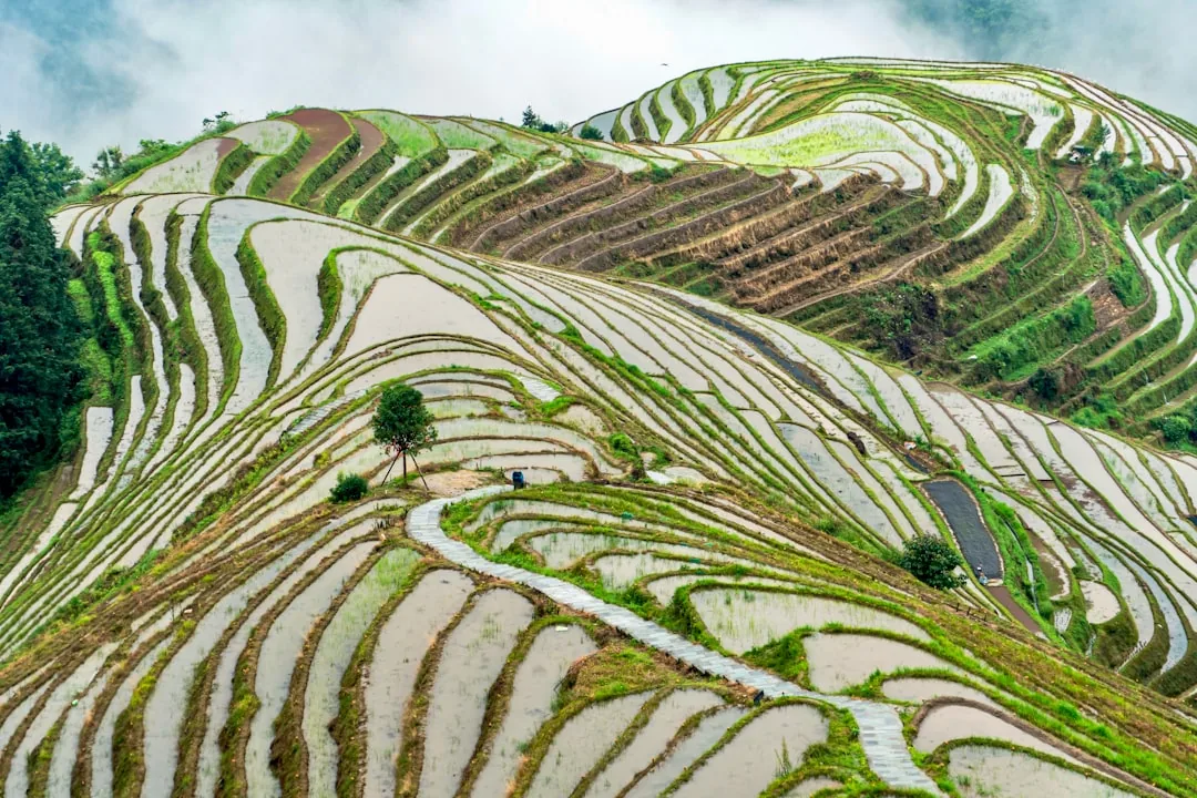 Longji rice terraces near Guilin curving across a green mountainside.