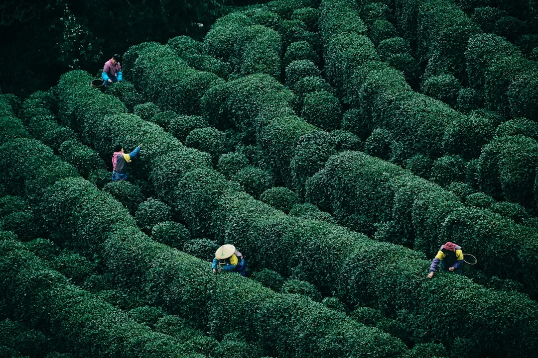 Longjing tea fields in Hangzhou with workers harvesting tea leaves on green slopes.