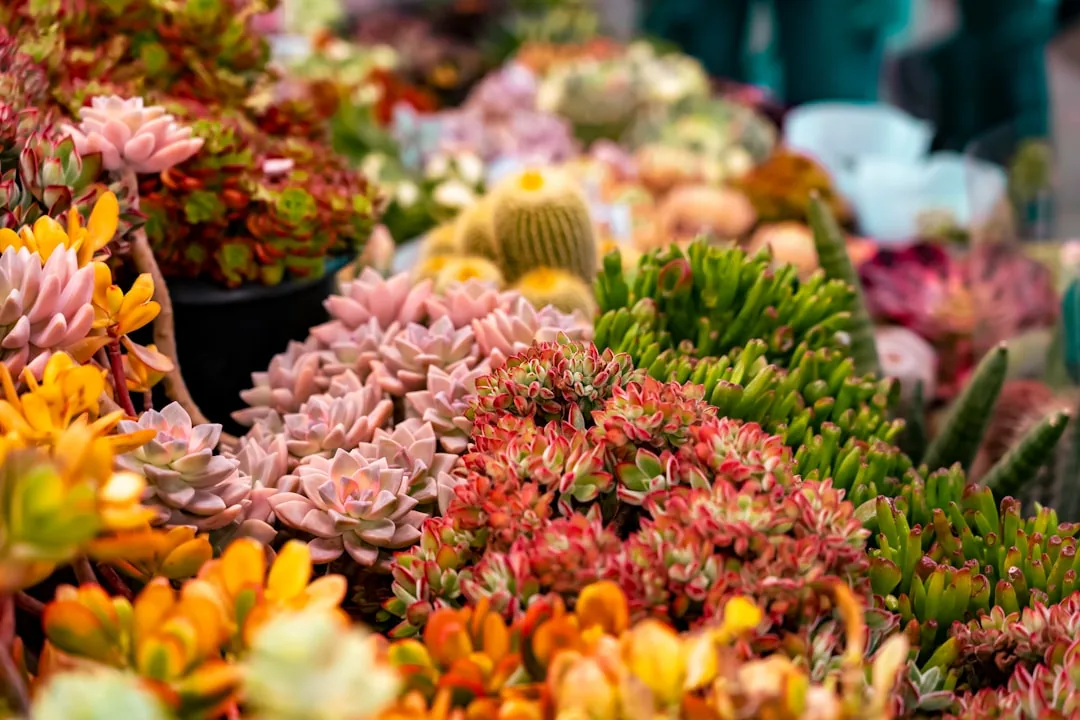 Plants and flowers displayed at a Kunming market.